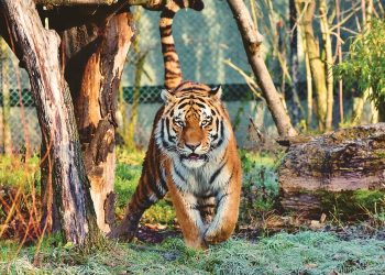 Coronavirus: Un tigre contaminé dans un zoo de New York