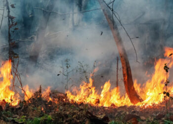 Tunisie : 190 hectares de végétations forestières ravagées par le feu