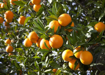 La Tunisie croulera… sous les oranges, production record en vue