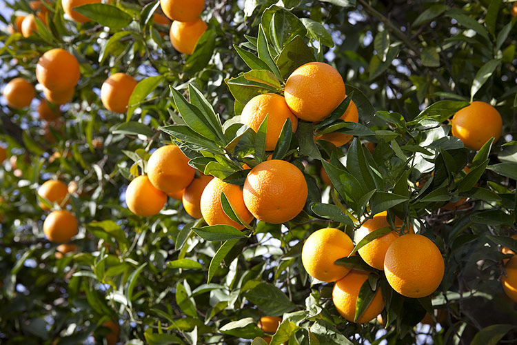 La Tunisie croulera… sous les oranges, production record en vue