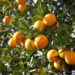 La Tunisie croulera… sous les oranges, production record en vue