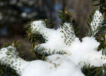 Tunisie : la neige s'invite dans le nord-ouest du pays