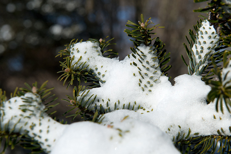 Tunisie : la neige s'invite dans le nord-ouest du pays