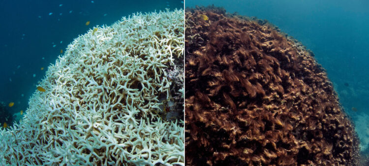 The Ocean Agency/WL Catlin Seavi - Avant et après le blanchissement des coraux dans la Grande Barrière de corail. The Ocean Agency/WL Catlin Seavi - Avant et après le blanchissement des coraux dans la Grande Barrière de corail.