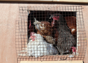Vers la suppression des cages pour les animaux d'élevage en Europe