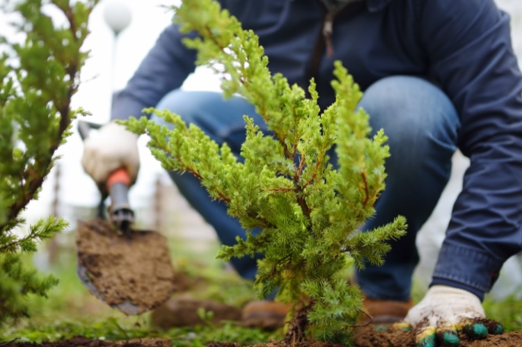 La Tunisie envisage la plantation de 2 millions d'arbres