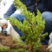La Tunisie envisage la plantation de 2 millions d'arbres